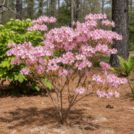 Pineywoods Azalea
