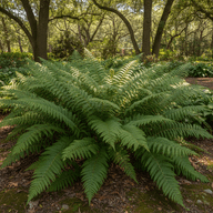 Southern Shield Fern