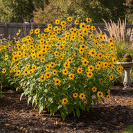 Swamp Sunflower