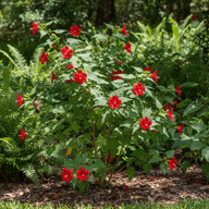 Turk's Cap