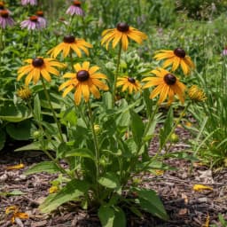 Black-Eyed Susan