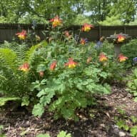 Columbine