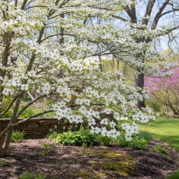 Flowering Dogwood