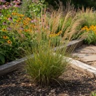Little Bluestem