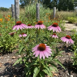 Purple Coneflower