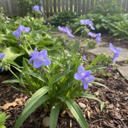 Spiderwort