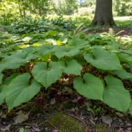 Wild Ginger
