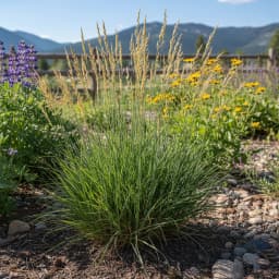 Bluebunch Wheatgrass