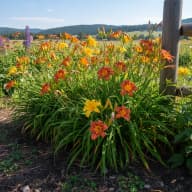 Daylily