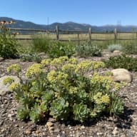 Sedum