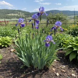 Siberian Iris