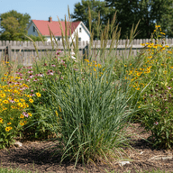 Big Bluestem