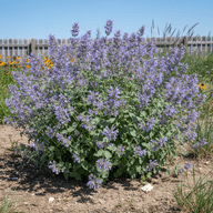 Catmint