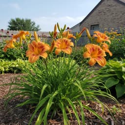 Daylily