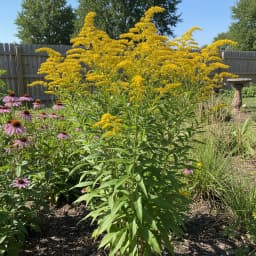 Goldenrod