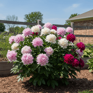 Peony