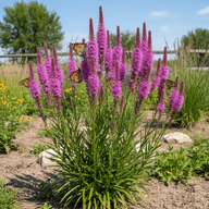 Prairie Blazing Star