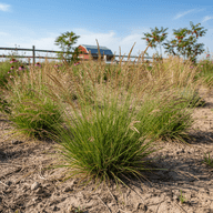 Prairie Dropseed