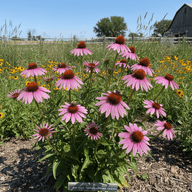 Purple Coneflower