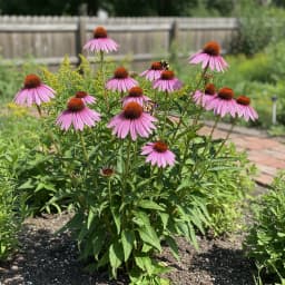 Purple Coneflower