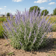 Russian Sage