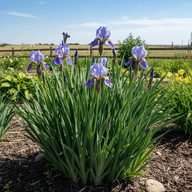 Siberian Iris