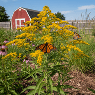 Stiff Goldenrod