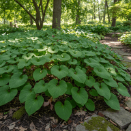 Wild Ginger
