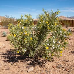 Creosote Bush