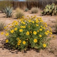 Desert Marigold