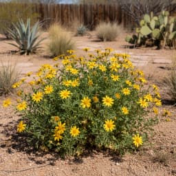 Desert Marigold
