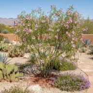 Desert Willow