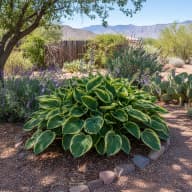 Hostas