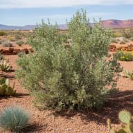 Sagebrush