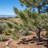 Singleleaf Pinyon
