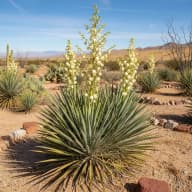 Yucca