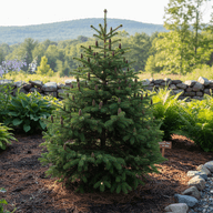 Balsam Fir