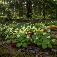 Bunchberry