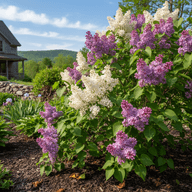 Common Lilac