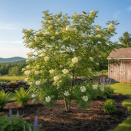 Mountain Ash