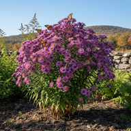 New England Aster