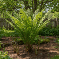 Ostrich Fern