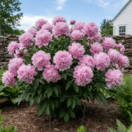 Peony