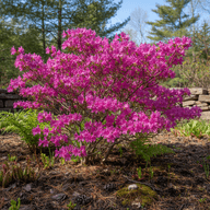 Rhodora