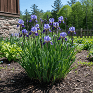 Siberian Iris