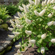 Sweet Pepperbush