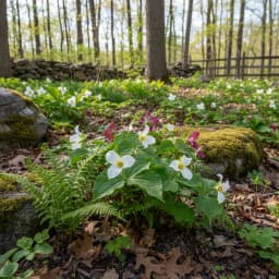 Trillium