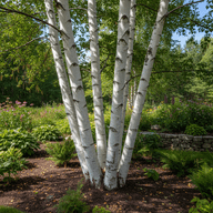 White Paper Birch