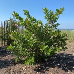 Beach Plum