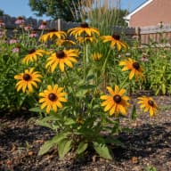 Black-Eyed Susan